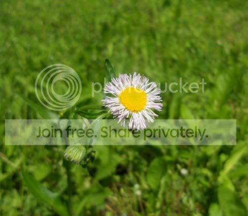 pinwheel_6-7-11.jpg