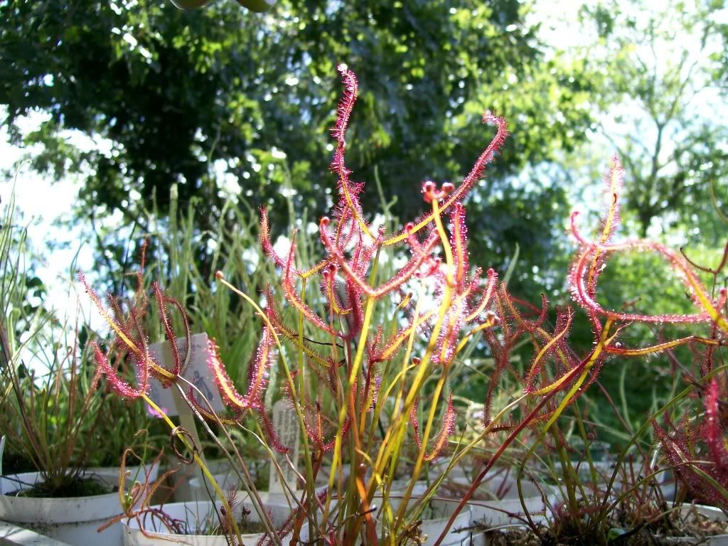 plantshow3.jpg