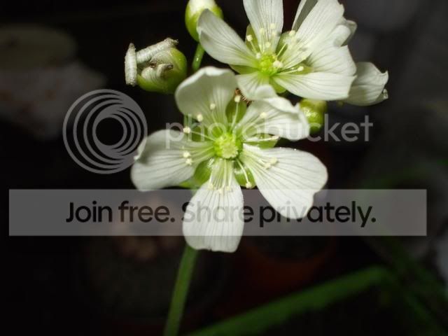 DSCF0217.jpg