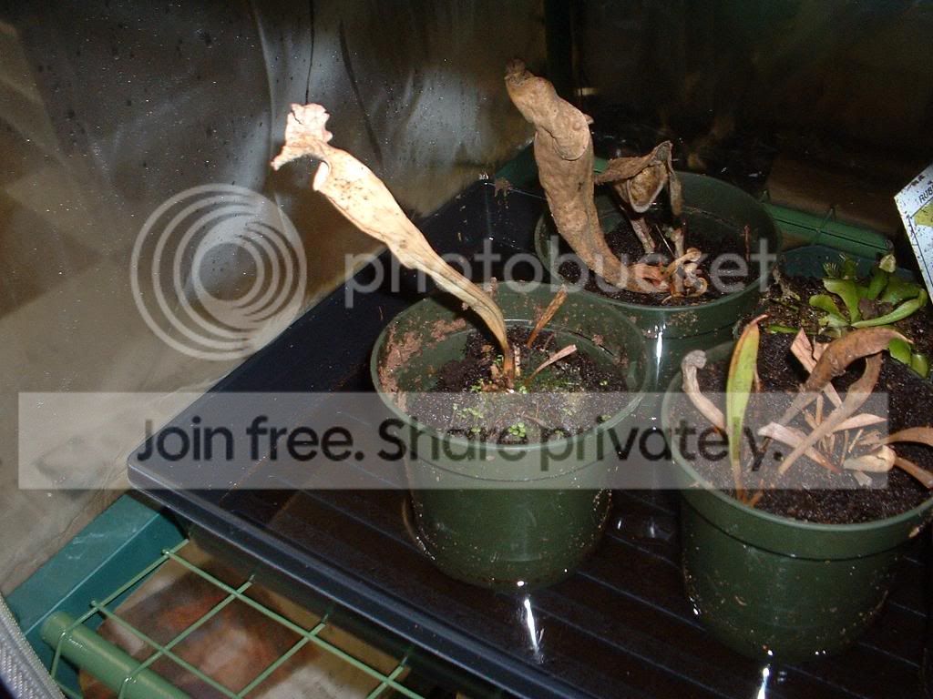TellMePhotoshootAndMyGreenhouse041.jpg