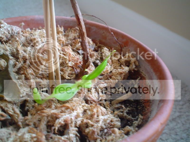 DSC00036.jpg