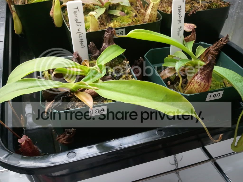 2011-07-18120829.jpg