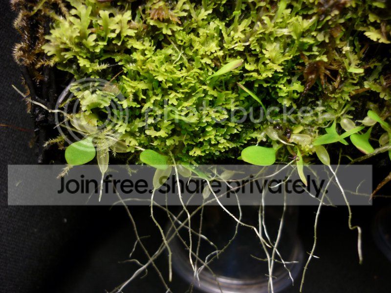 Ujamesonianatubers050712RS.jpg