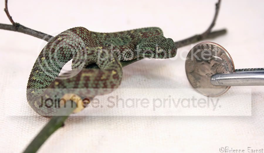 ChlorBodyBranchDime2-1_7495.jpg