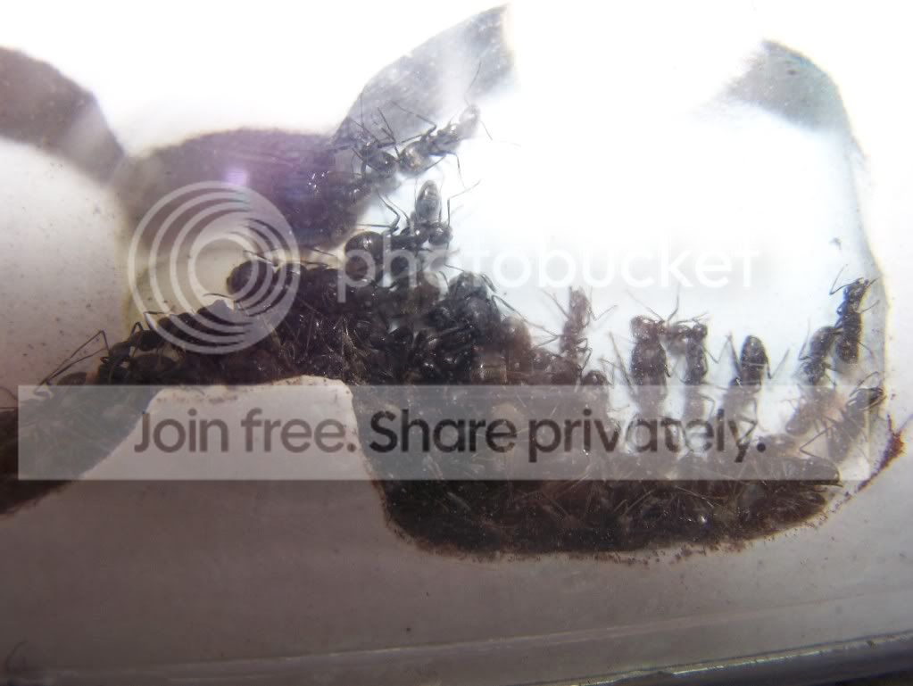 ants032.jpg