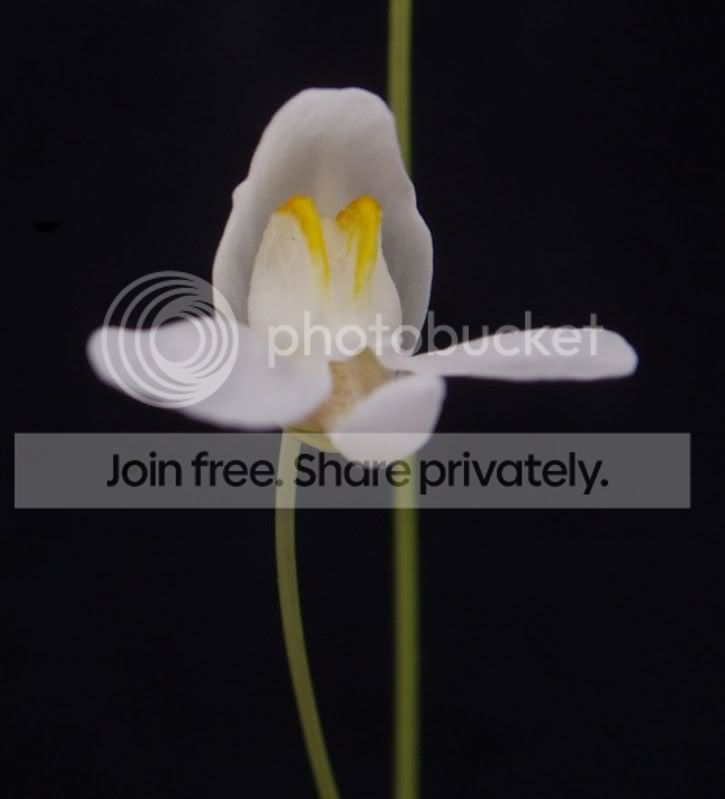 Unephroflower020910RS.jpg