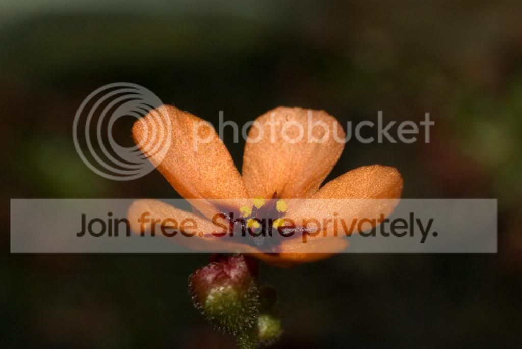 IMGP7598_zps8c34bb37.jpg