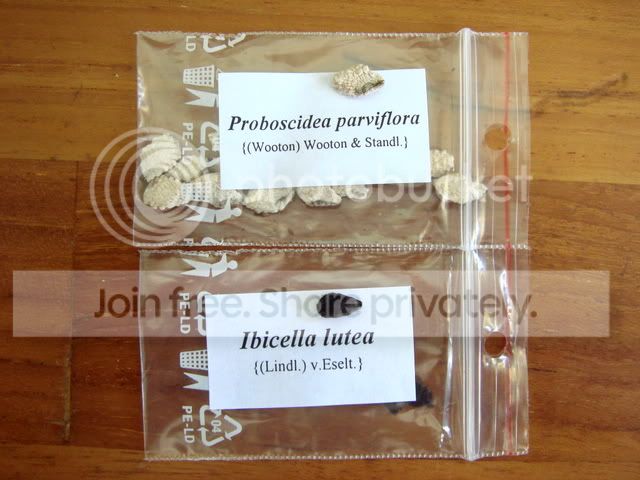 ibicella_proboscidea_seeds.jpg