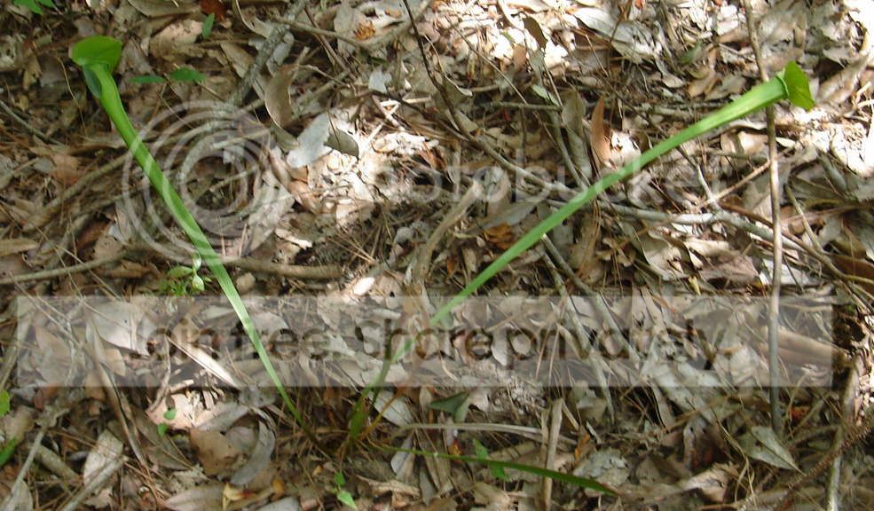 sarracenia003.jpg