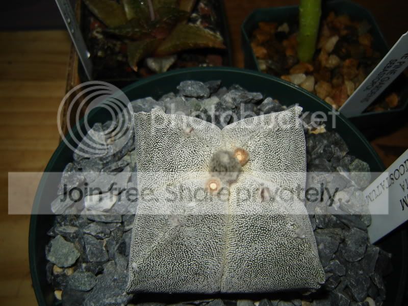 Astrophytum005.jpg