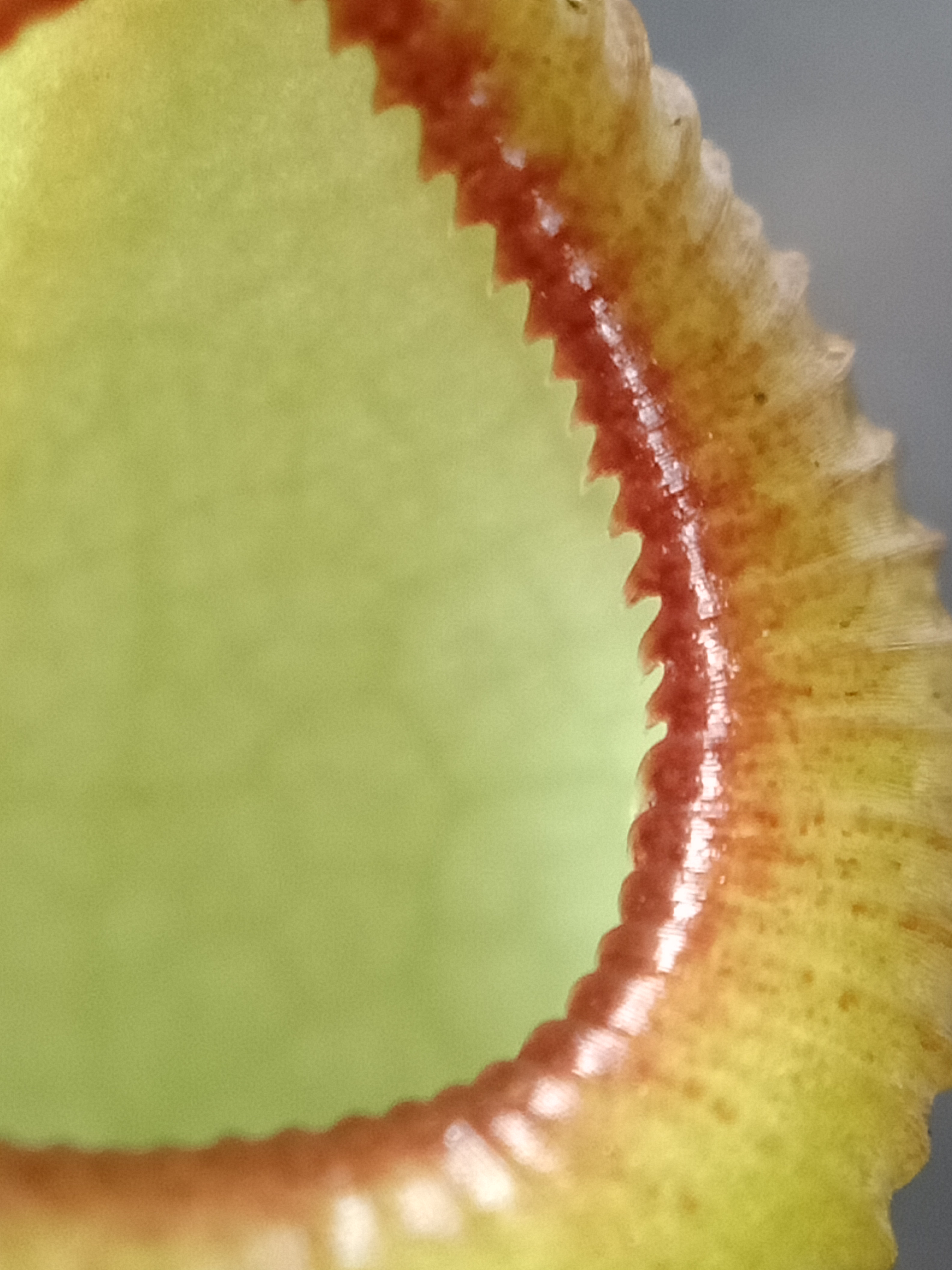 nepenthes-viking-x-hamata-peristome.jpg