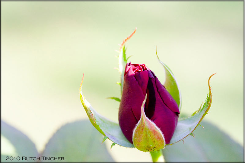 rose2copy.jpg