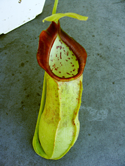 nepenthes-spathulata-12-27-13.jpg