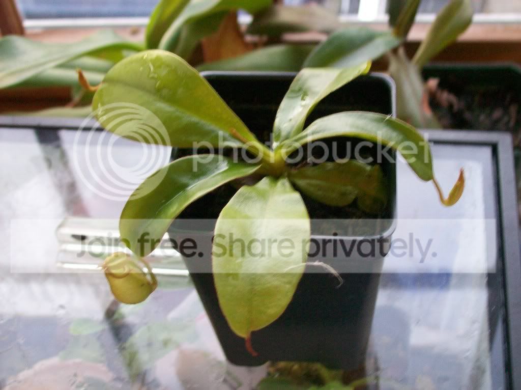 plants070.jpg