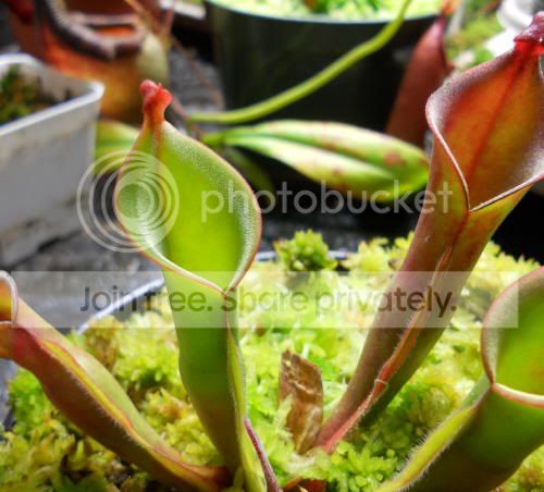 Hnutansgiant_3-1-11.jpg