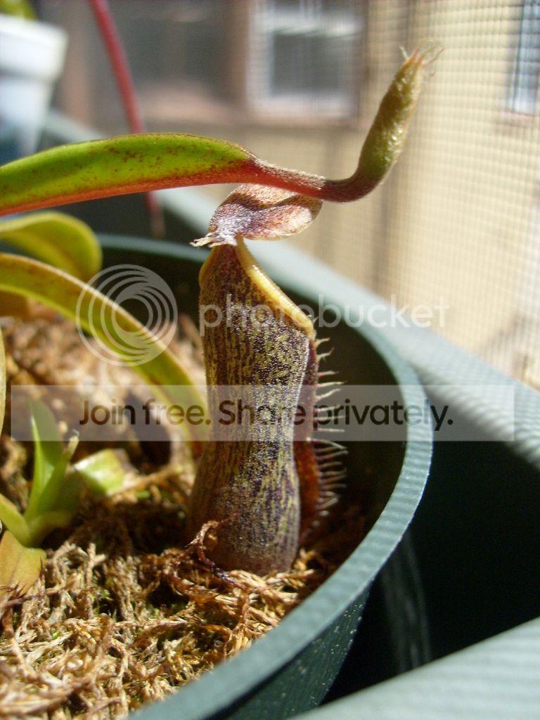 S6301326_zps5beaca42.jpg