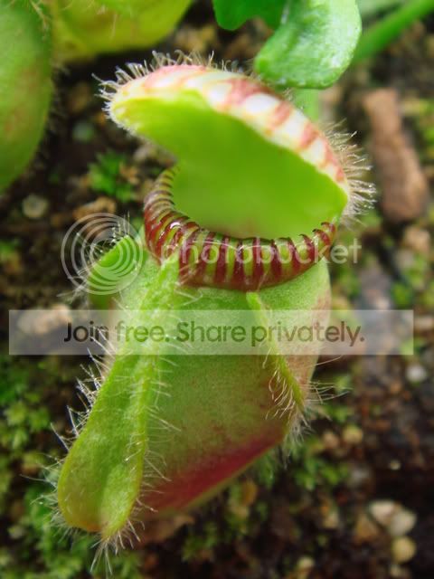scceph_05032.jpg