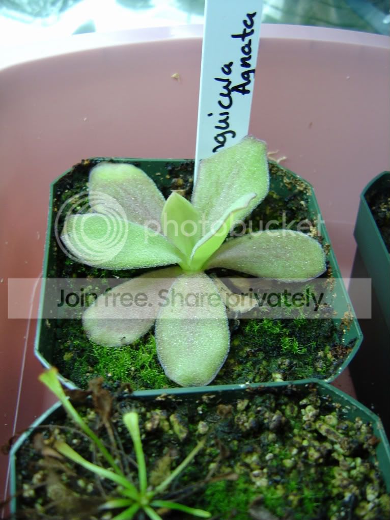 pingsanddrosera003.jpg