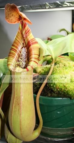 TRUNCATA3.jpg