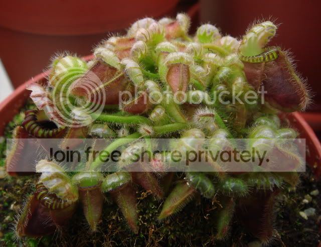 ceph_05033.jpg