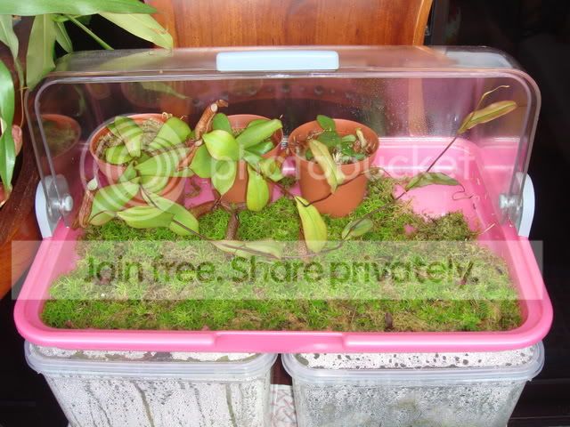 nepenthes_adnata_growing_conditions.jpg