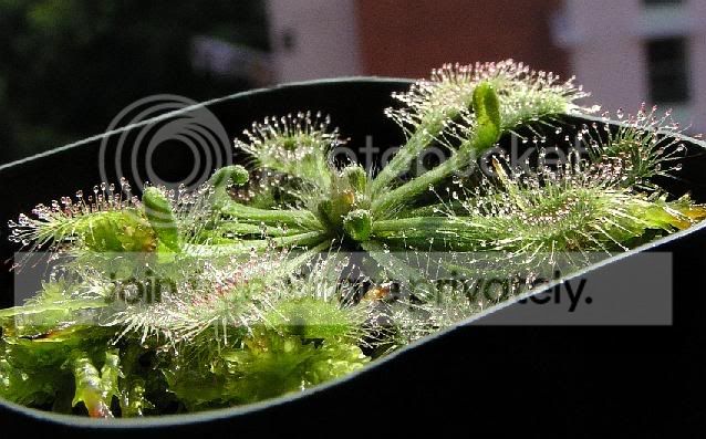 spat_plant1rs.jpg