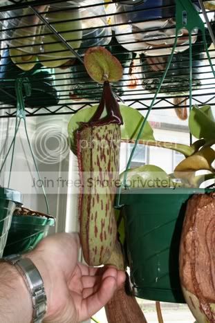 maxxtruncata.jpg