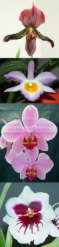 orchids.jpg