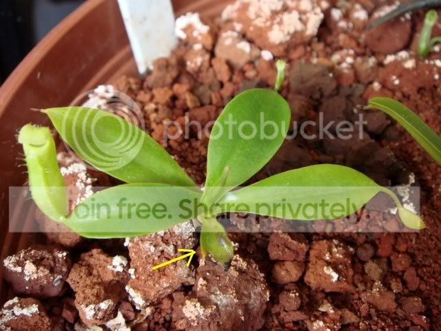 campanulata_tip2.jpg