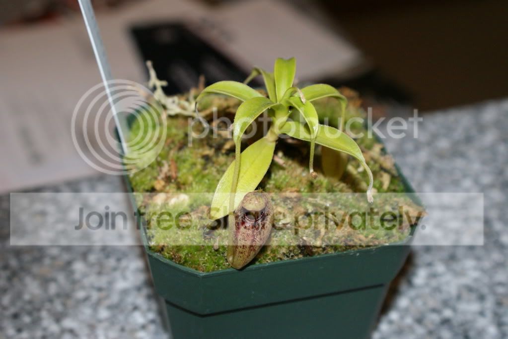 Nepenthes007-1.jpg