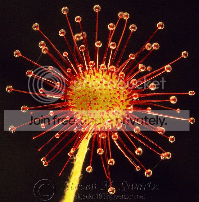 CP-Macro-III-002.jpg