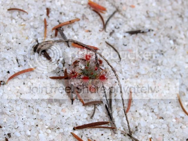 Drosera_paleacea_plant.jpg