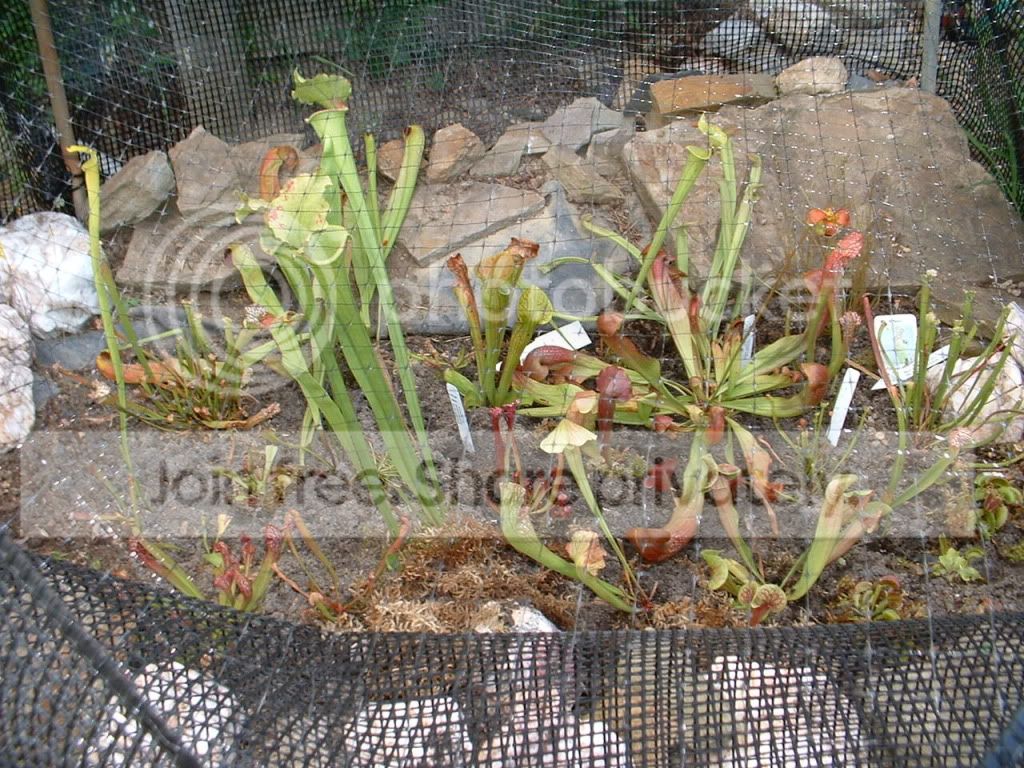 bog001.jpg
