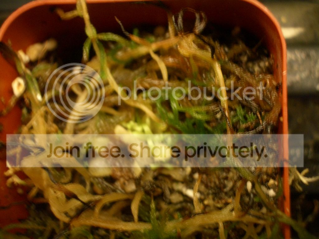 IMGP7316.jpg