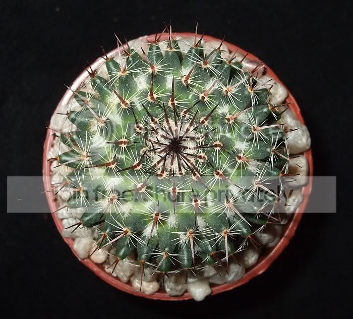 newcactuses015.jpg