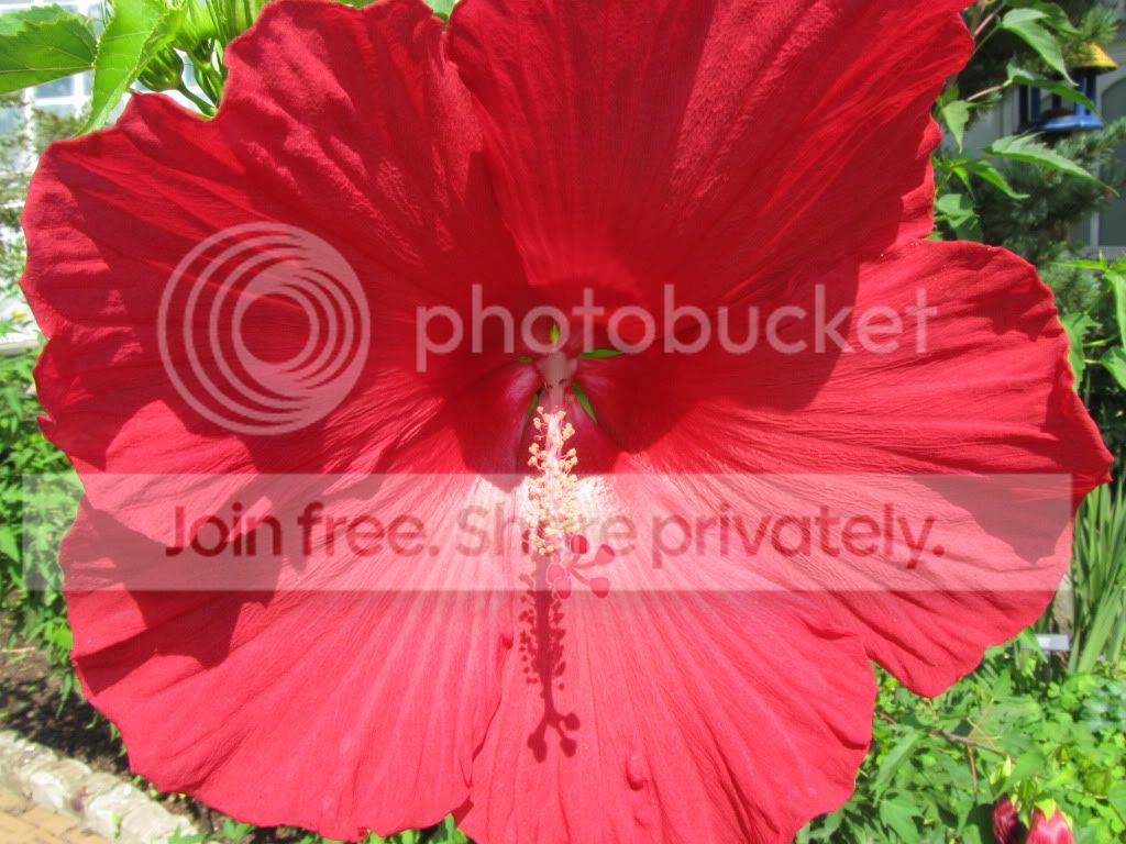 IMG_8376.jpg