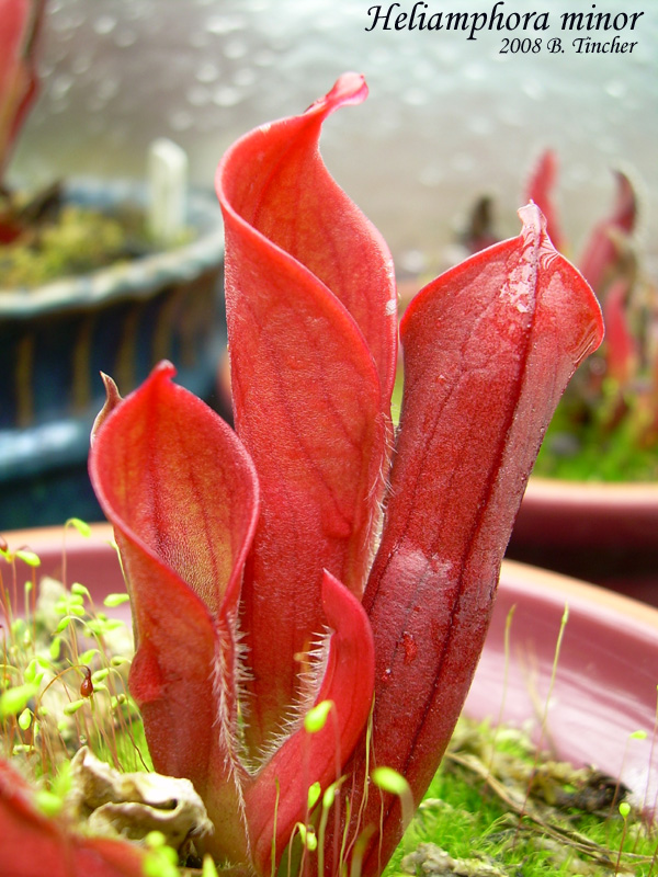 redwistubaminor2008.jpg