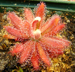 large_D_Graomogolensis_4-24-10_thumb.JPG