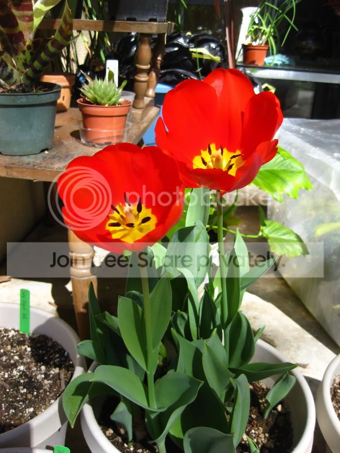 DarwinHybridOxfordRed2.jpg