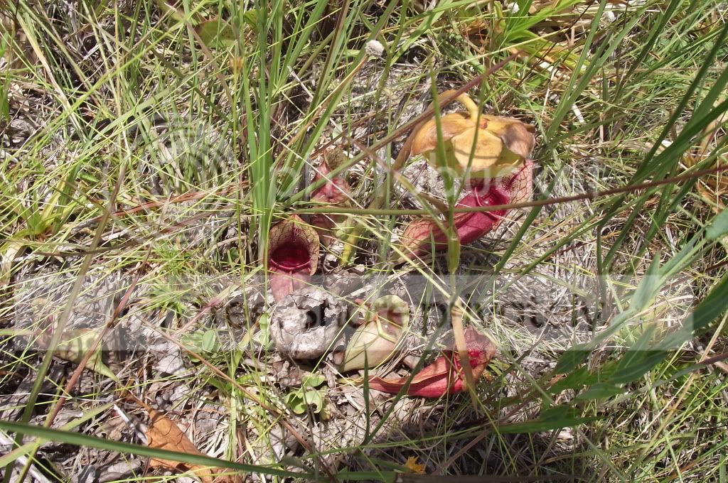 DSCF8425.jpg