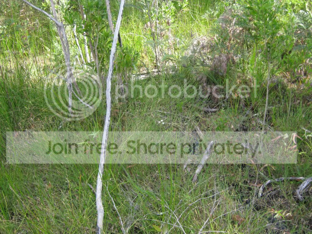 IMG_0019-1_zps64e892af.jpg
