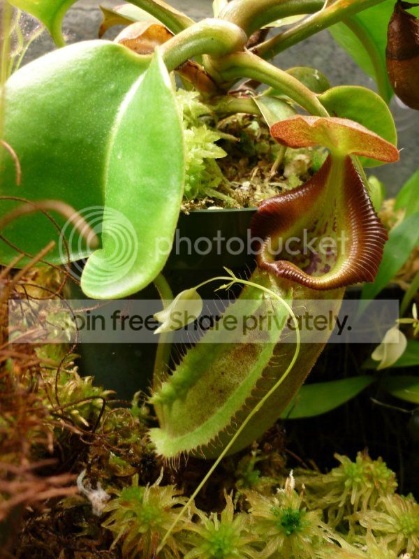 Nroyaltruncata2-071712RS.jpg