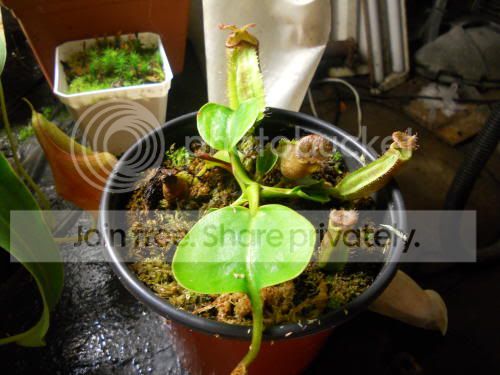 NQxK-truncata02_7-8-11.jpg