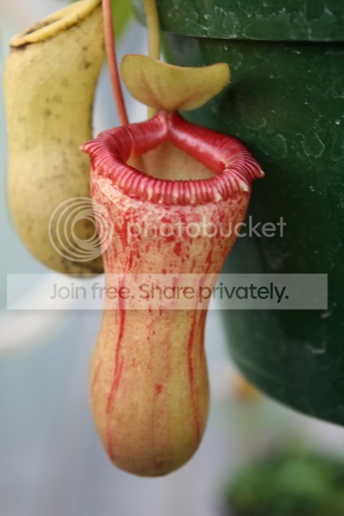 ventricosa1.jpg