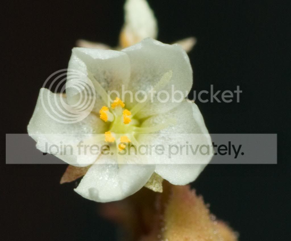 IMGP7561_1_zpsda18a65a.jpg