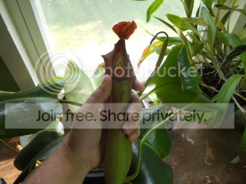 Ntruncata_8-1-12.jpg