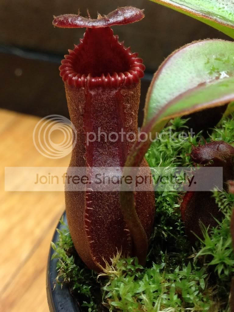 image_zps45b6a629.jpg