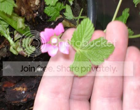 alpineraspberry2.jpg