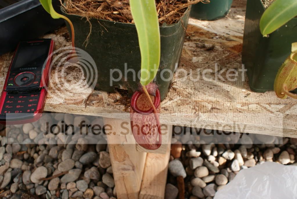 nepenthes1002.jpg
