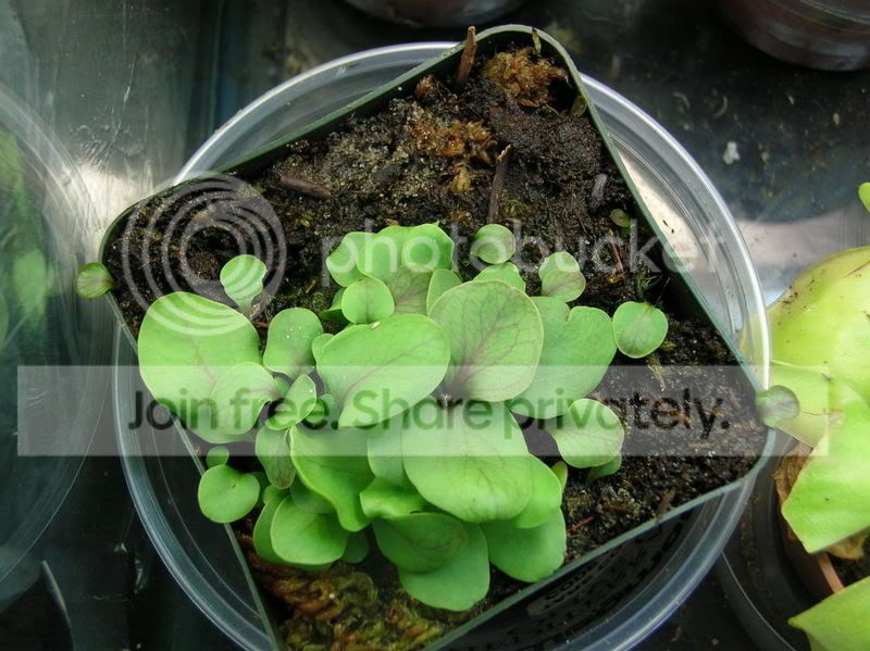 calycifida1.jpg